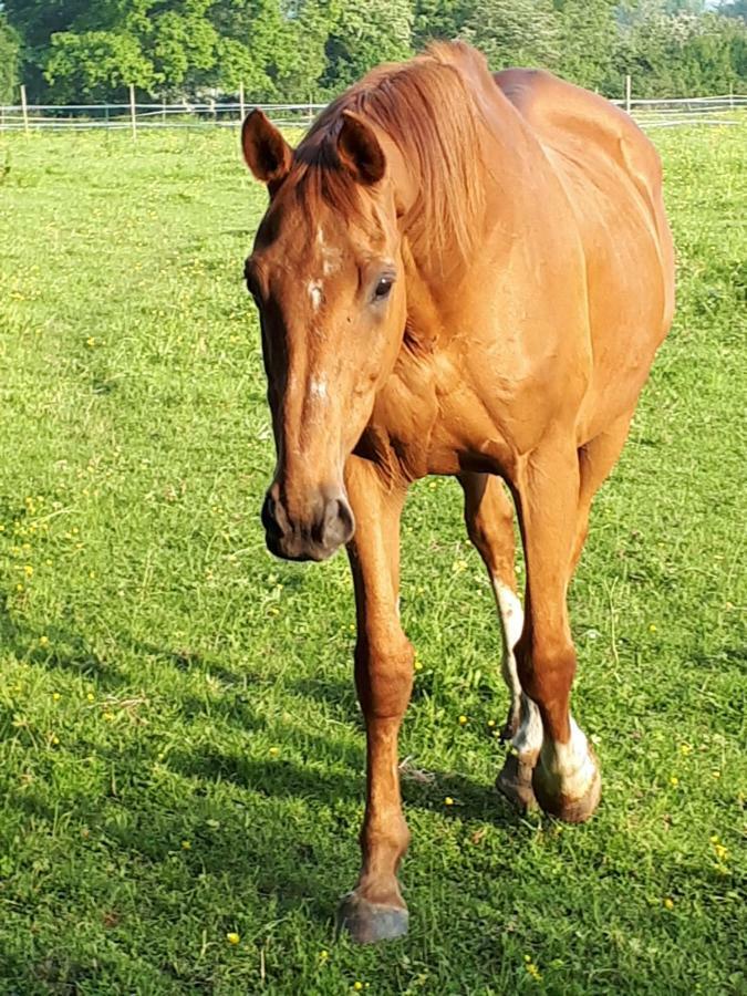 Gite Du Haras De Vales Moult Zewnętrze zdjęcie