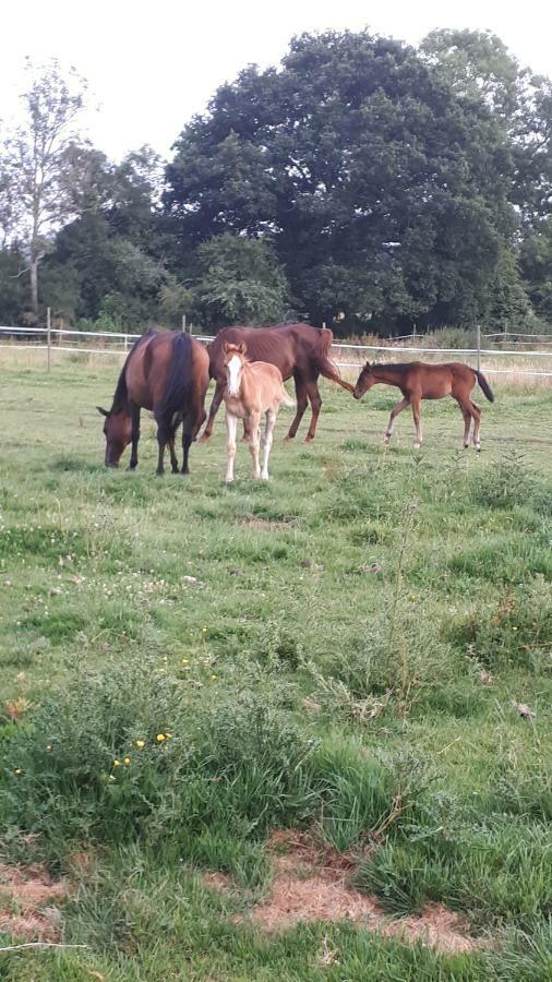 Gite Du Haras De Vales Moult Zewnętrze zdjęcie